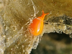 Cystiscus minutissimus