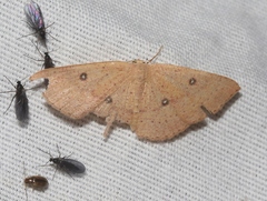 Cyclophora dataria