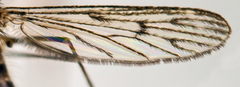 Culiseta alaskaensis