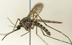 Culiseta alaskaensis
