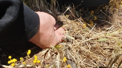 Morethia adelaidensis