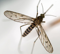 Culiseta alaskaensis