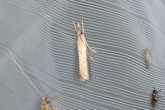 Ptochostola microphaeellus