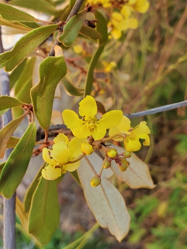 Acridocarpus excelsus