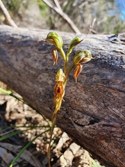 Pterostylis squamata