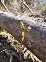 Pterostylis squamata