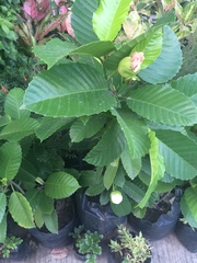 Dillenia philippinensis