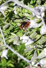 Cadeguala occidentalis