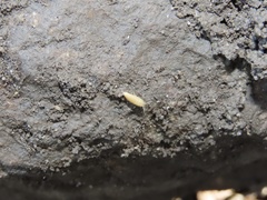 Atelurinae