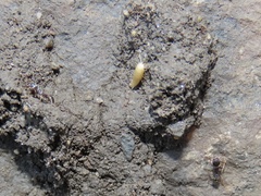 Atelurinae