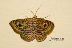 Calliodes pretiosissima