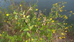Magnoliopsida