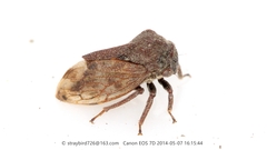 Machaerotypus sibiricus