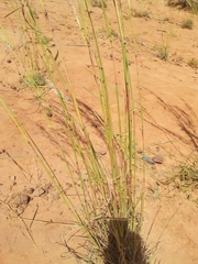 Andropogon gayanus