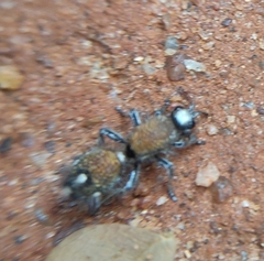 Dasylabris argentipes