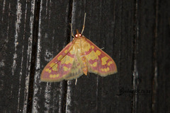 Stenochora lancinalis