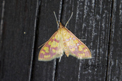 Stenochora lancinalis