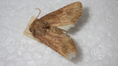 Luperina testacea