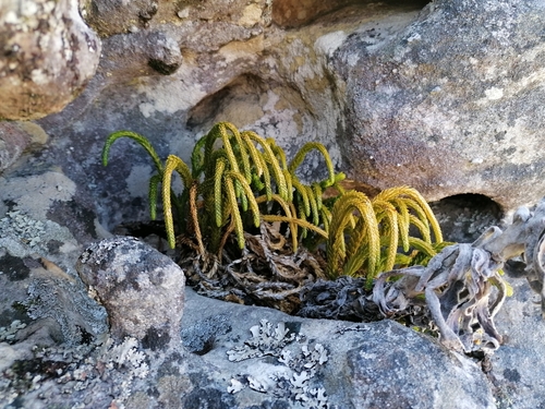 Image of Phlegmariurus gnidioides by no rights reserved