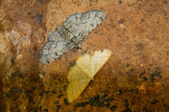 Heterostegane auranticollis