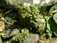 Sedum cepaea