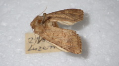 Luperina testacea