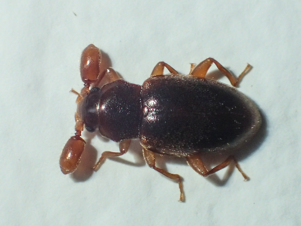 Trochoideus desjardinsi
