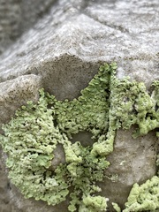 Heterodermia albicans