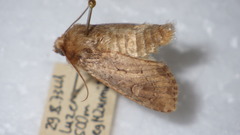 Luperina testacea
