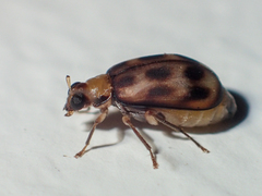 Monolepta wilsoni