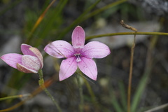 Elythranthera emarginata
