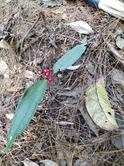 Ardisia brevicaulis