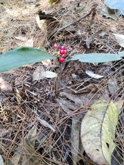 Ardisia brevicaulis