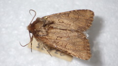 Luperina testacea