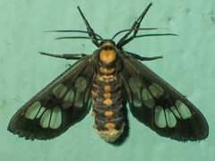 Eressa confinis