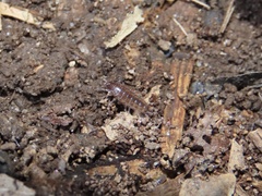 Chaetophiloscia sicula