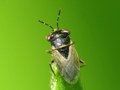 Geocoris megacephalus