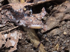 Chaetophiloscia sicula