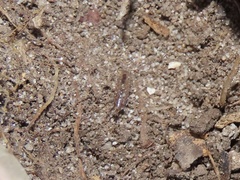 Chaetophiloscia sicula