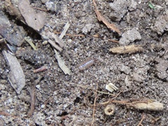 Chaetophiloscia sicula