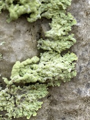 Heterodermia albicans