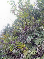 Callicarpa bodinieri