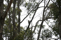 Cacatua pastinator pastinator