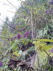 Callicarpa bodinieri