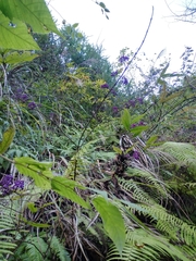 Callicarpa bodinieri