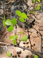 Commiphora orbicularis image