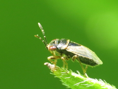 Geocoris megacephalus