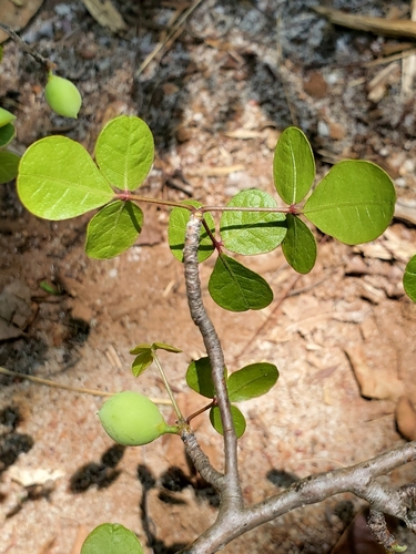 Commiphora orbicularis Engl. 3