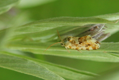 Acontia transfigurata