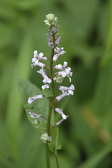 Iodanthus pinnatifidus